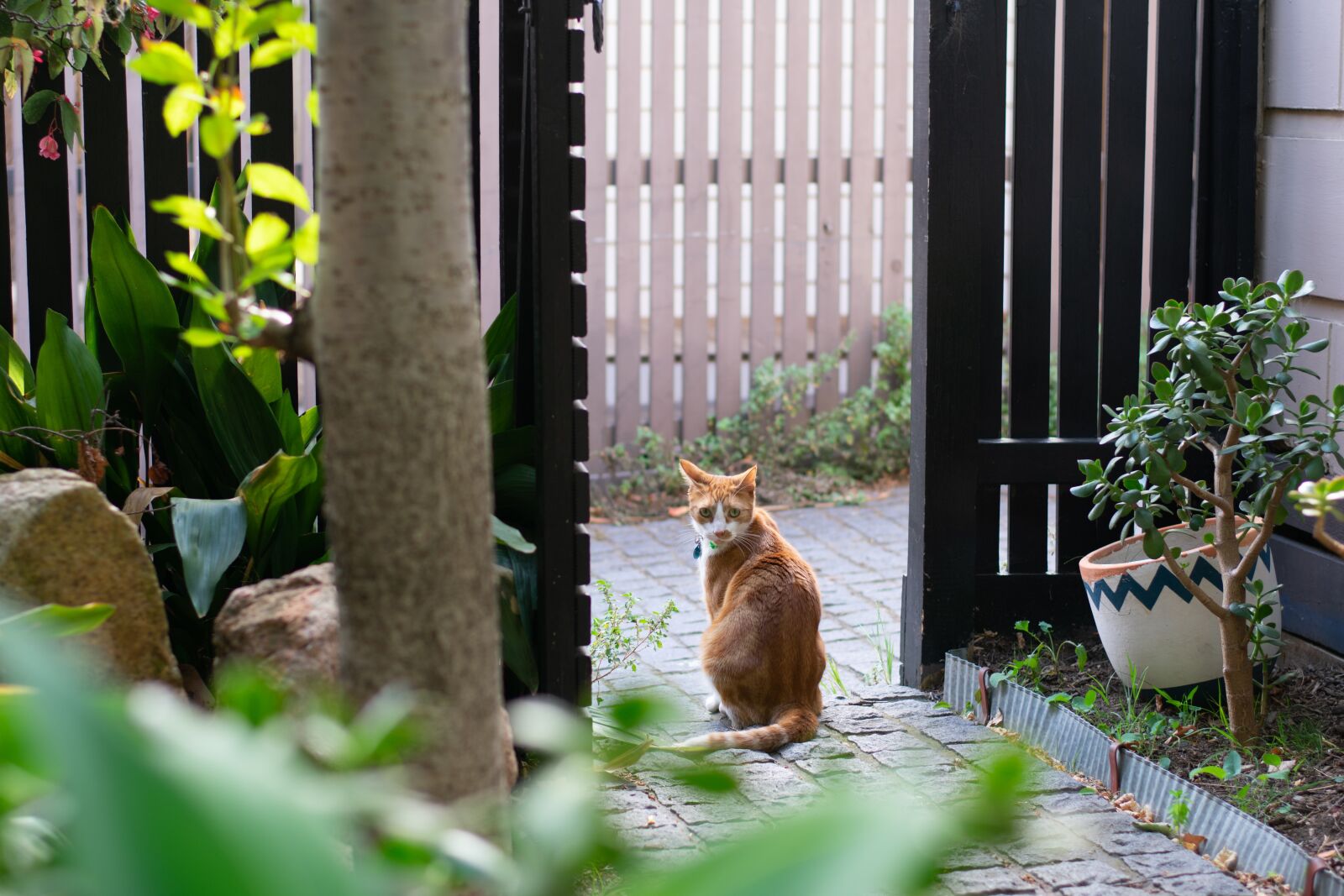 Nikon D3400 sample photo. Pet, animal, cat photography