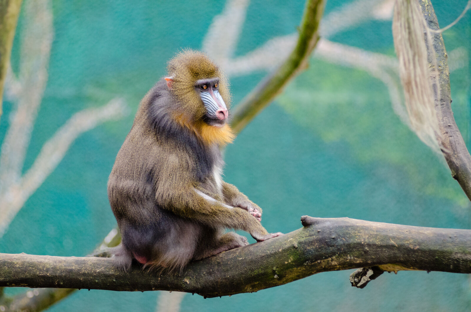 AF Zoom-Nikkor 80-200mm f/2.8 ED sample photo. Brown, and, black, monkey photography