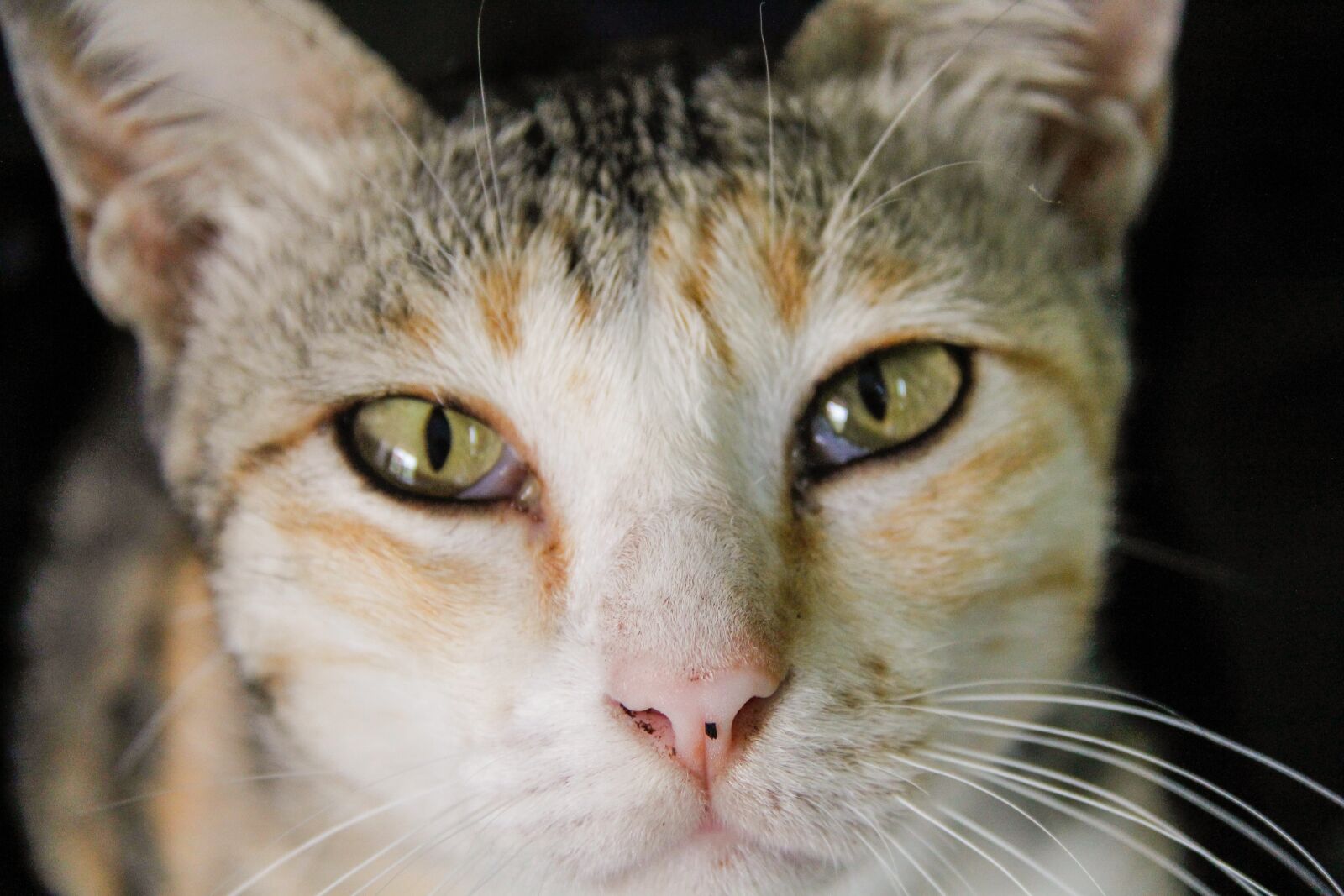 Canon EF-S 18-200mm F3.5-5.6 IS sample photo. Cat, thailand, cute cat photography