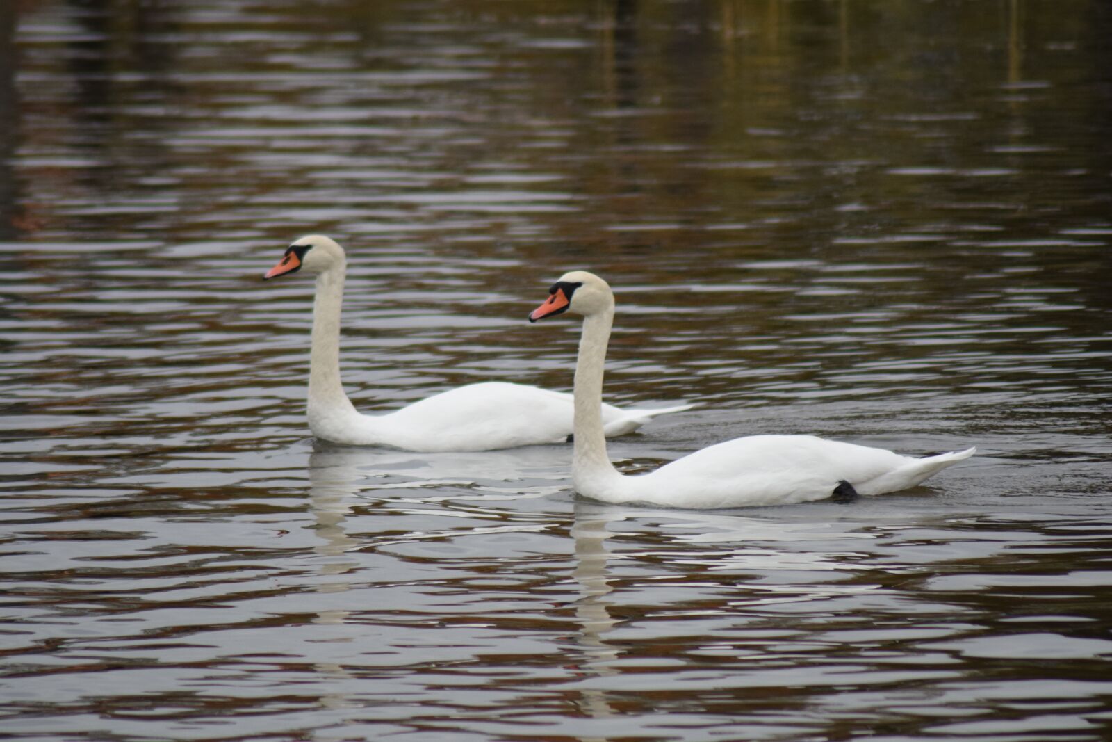 Nikon D3300 sample photo. Swans, svanpar, vänern photography