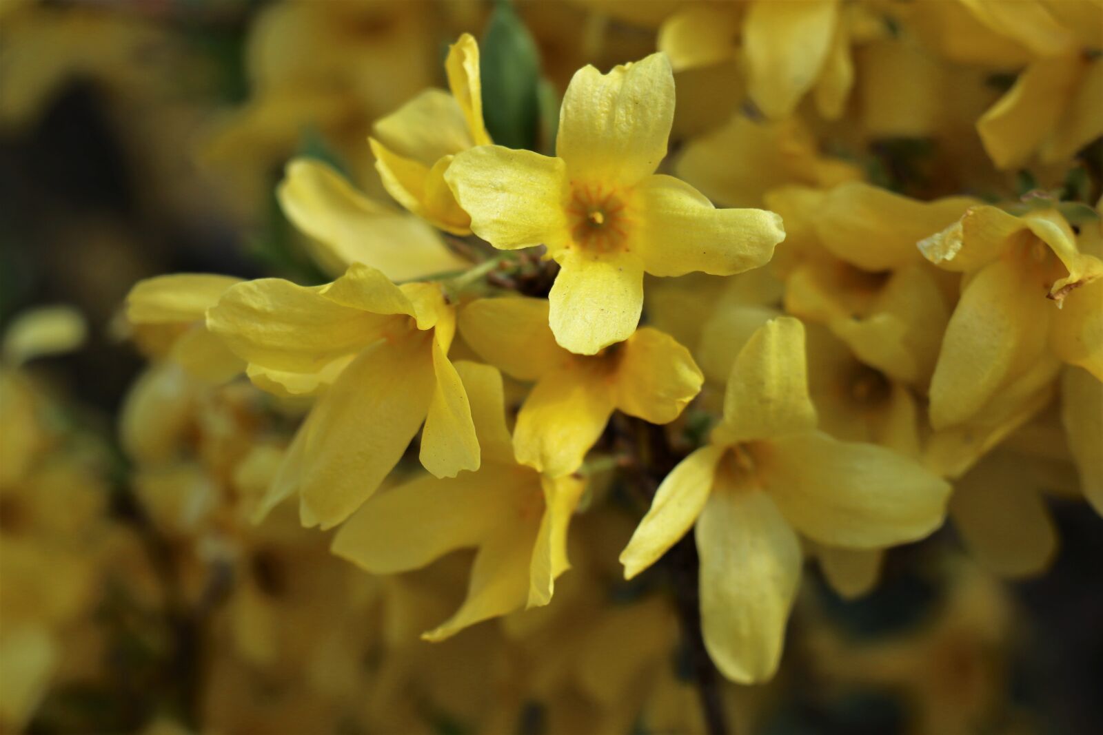 Canon EOS M6 sample photo. April, bush, forsythia photography