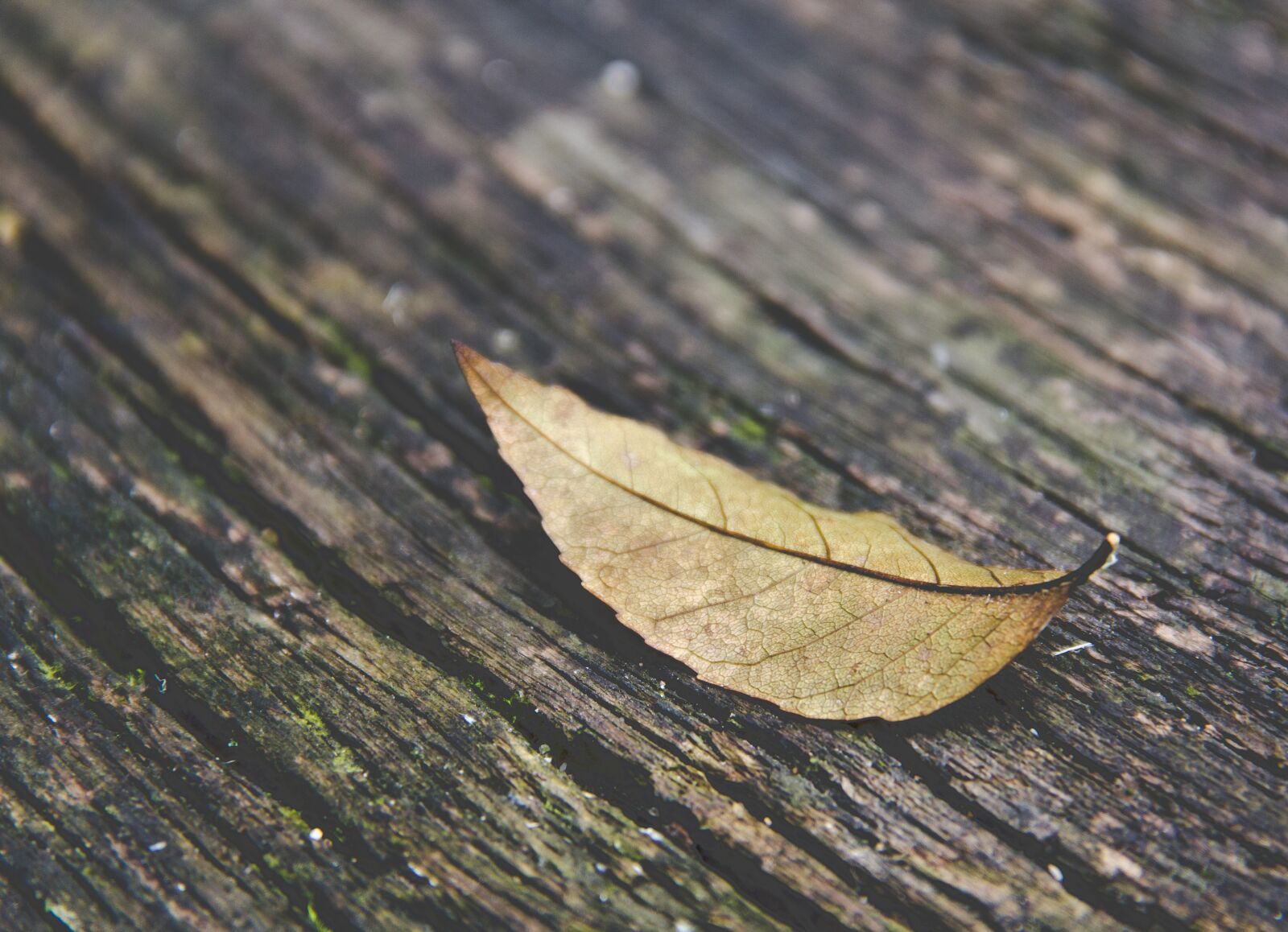 Canon EOS 550D (EOS Rebel T2i / EOS Kiss X4) sample photo. Autumn leaf, leaf, autumn photography