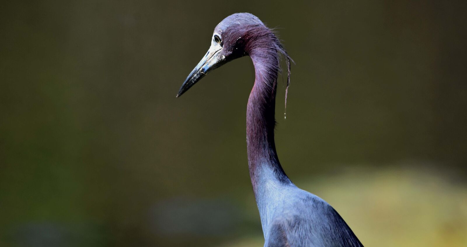 Nikon D7200 sample photo. Bird, blue, heron photography