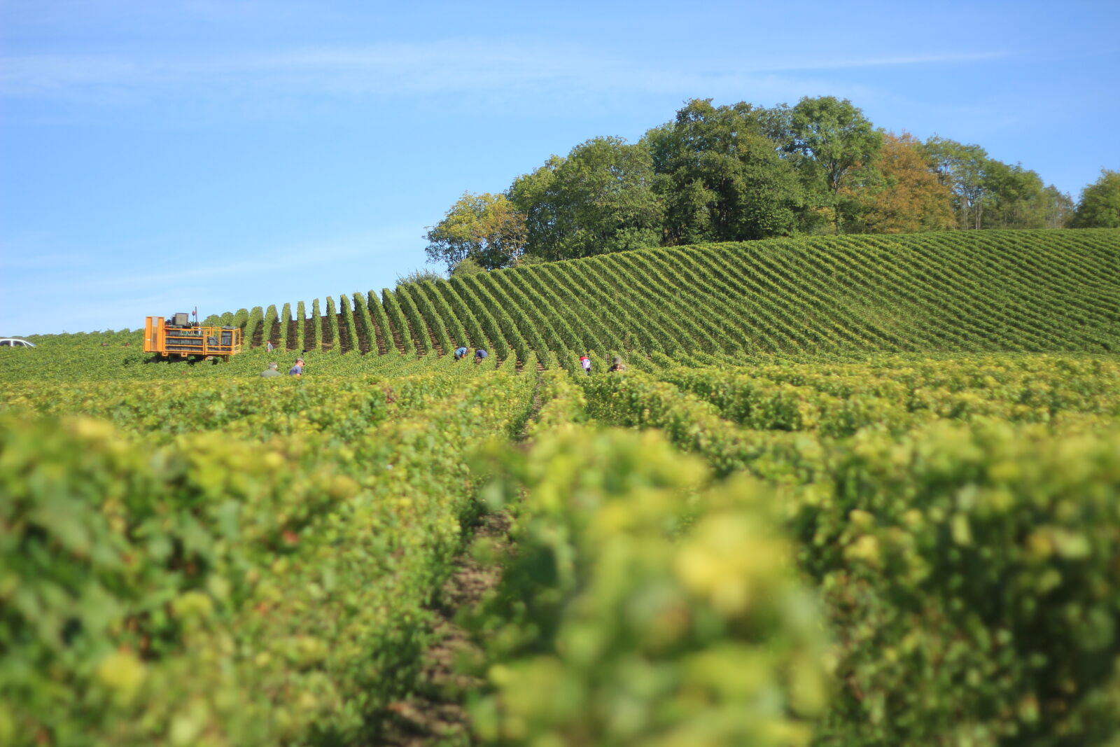 Canon EOS 550D (EOS Rebel T2i / EOS Kiss X4) sample photo. Agriculture, countryside, crop, cropland photography