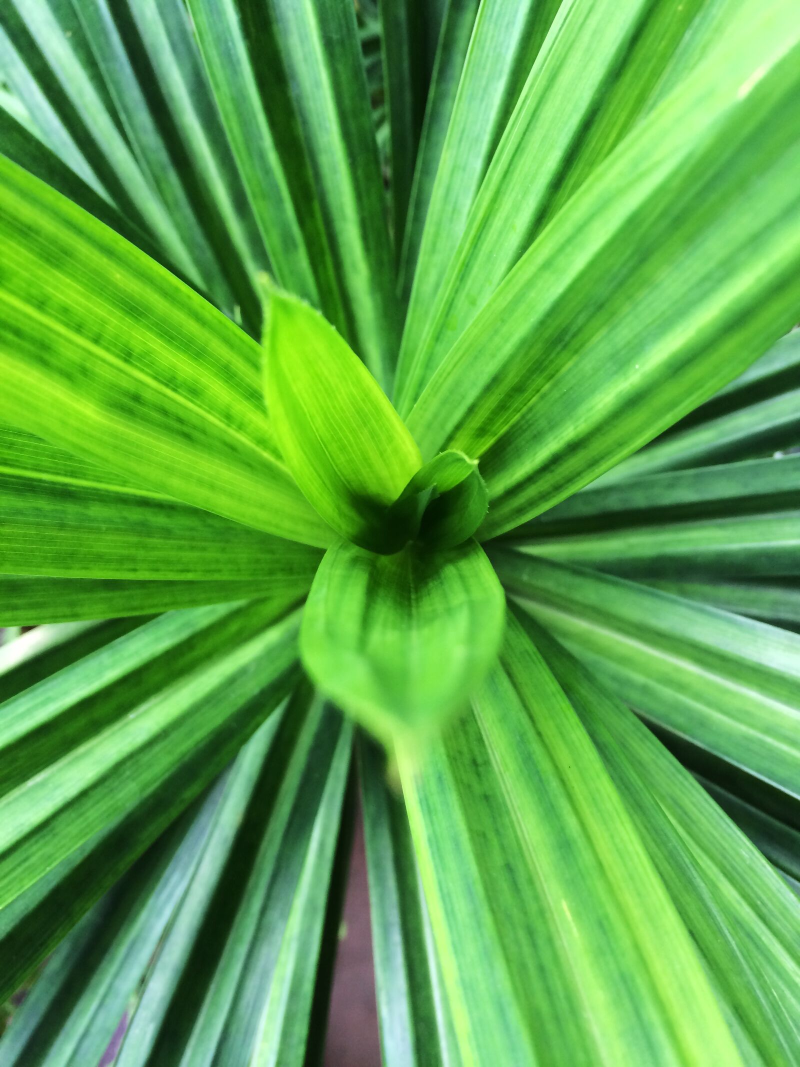 iPhone 5s back camera 4.15mm f/2.2 sample photo. Green, leaf, leaves, pandan photography