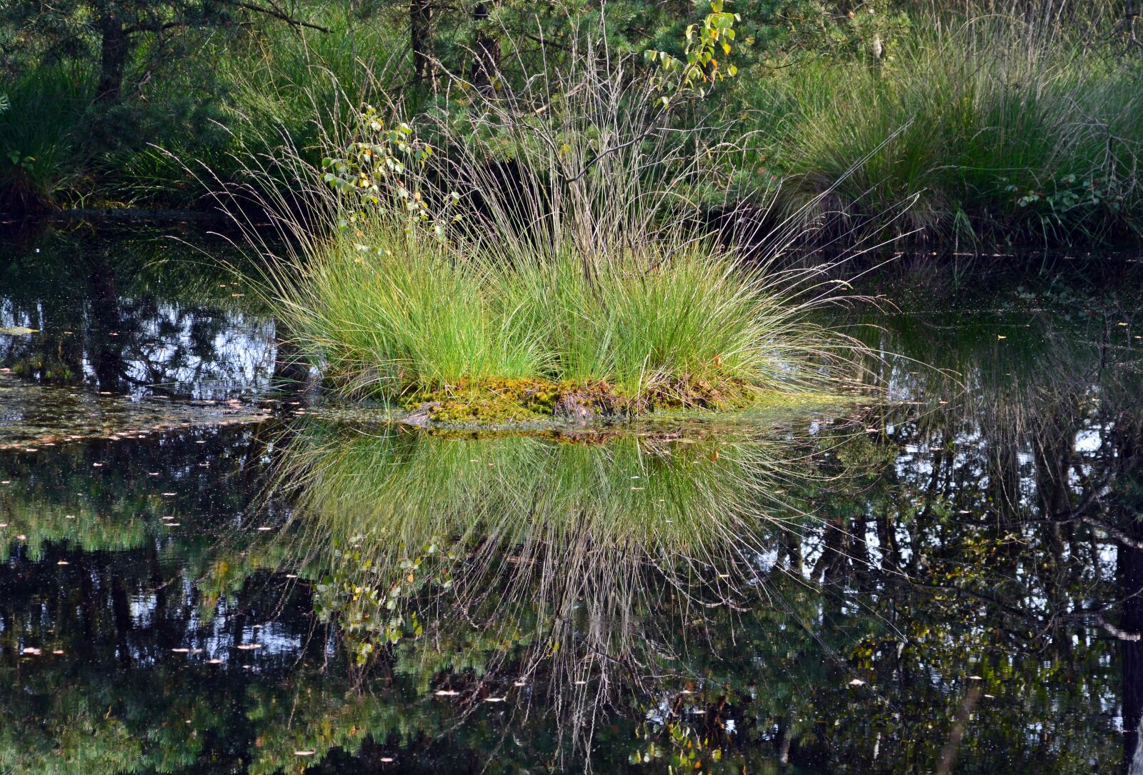 Nikon D5200 sample photo. Moor, mirroring, water photography