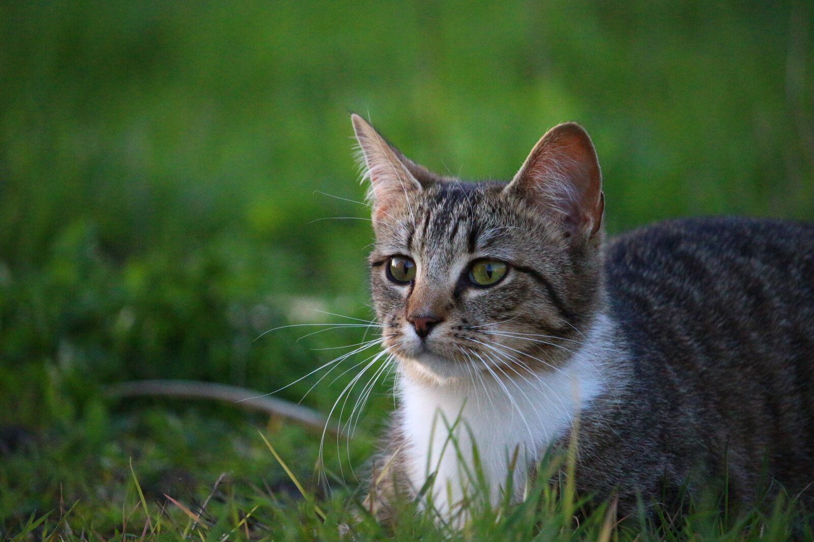 Canon EOS 100D (EOS Rebel SL1 / EOS Kiss X7) sample photo. Cat, kitten, mieze photography