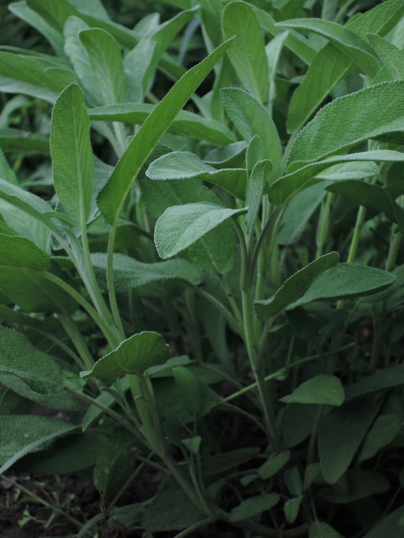 Nikon Coolpix P340 sample photo. Sage, greens, grass photography