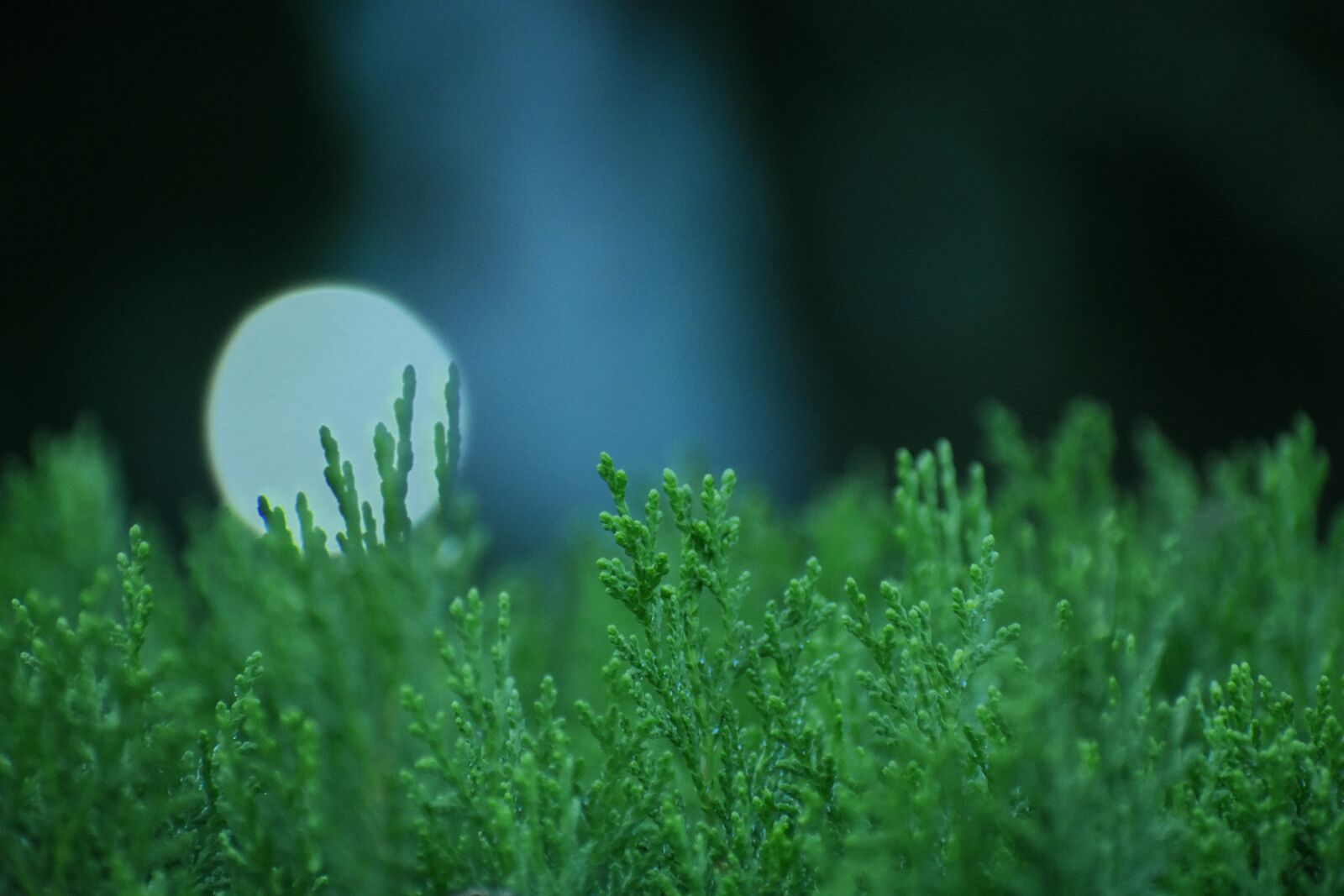 Nikon D3400 sample photo. Nature, leaf, growth photography