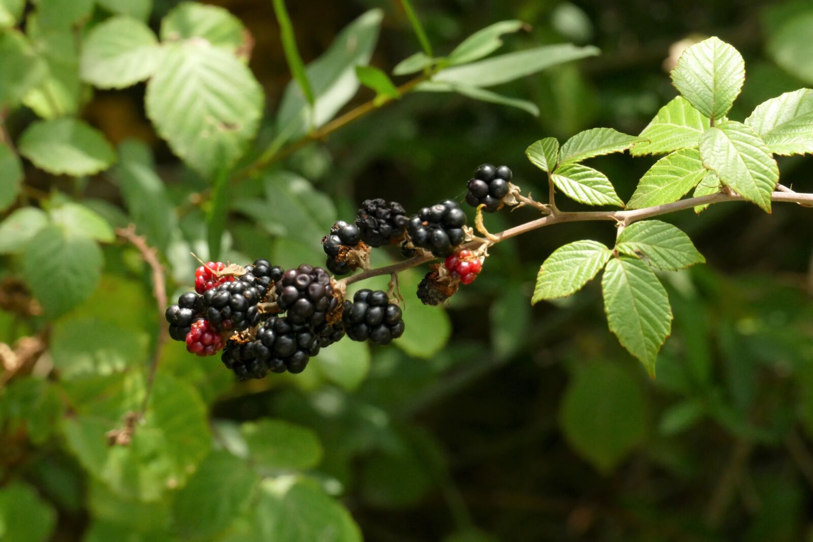 Panasonic Lumix DMC-FZ1000 sample photo. Blackberries, mulberry, fruits of photography