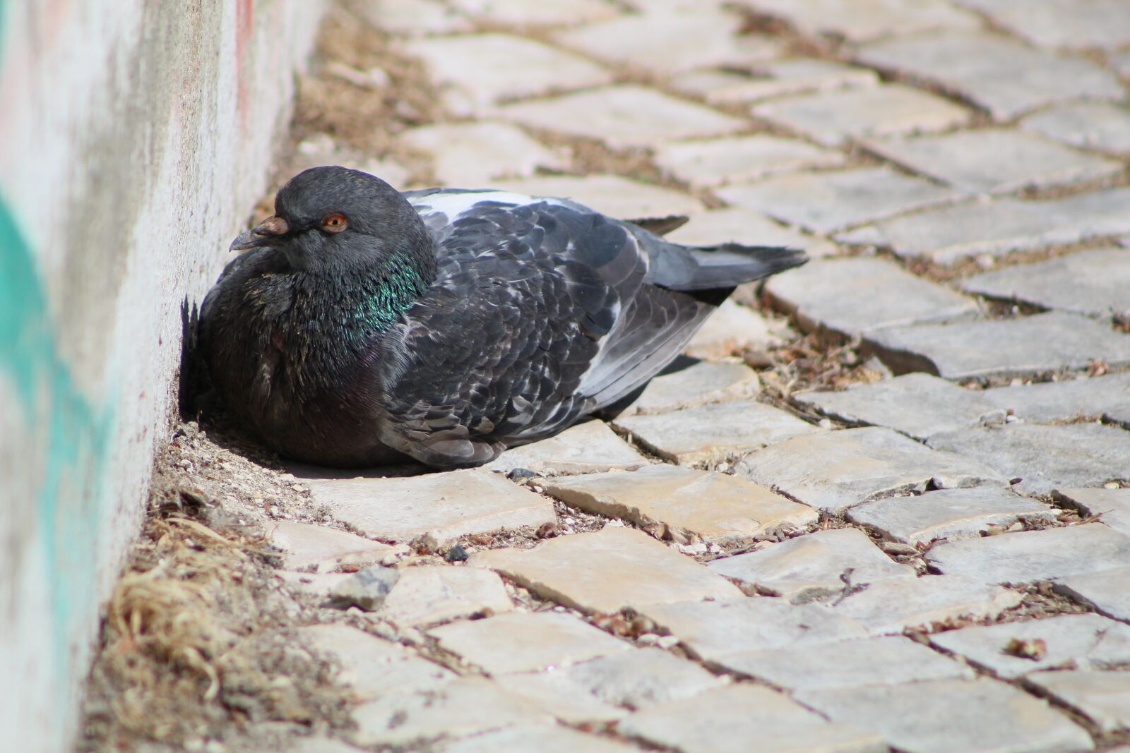 Canon EF75-300mm f/4-5.6 sample photo. Dove, white, isolated photography