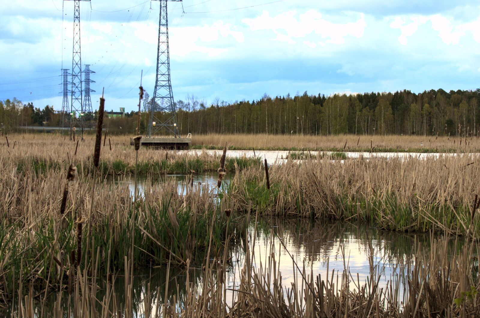 Nikon D5100 sample photo. Water, reeds, grass photography