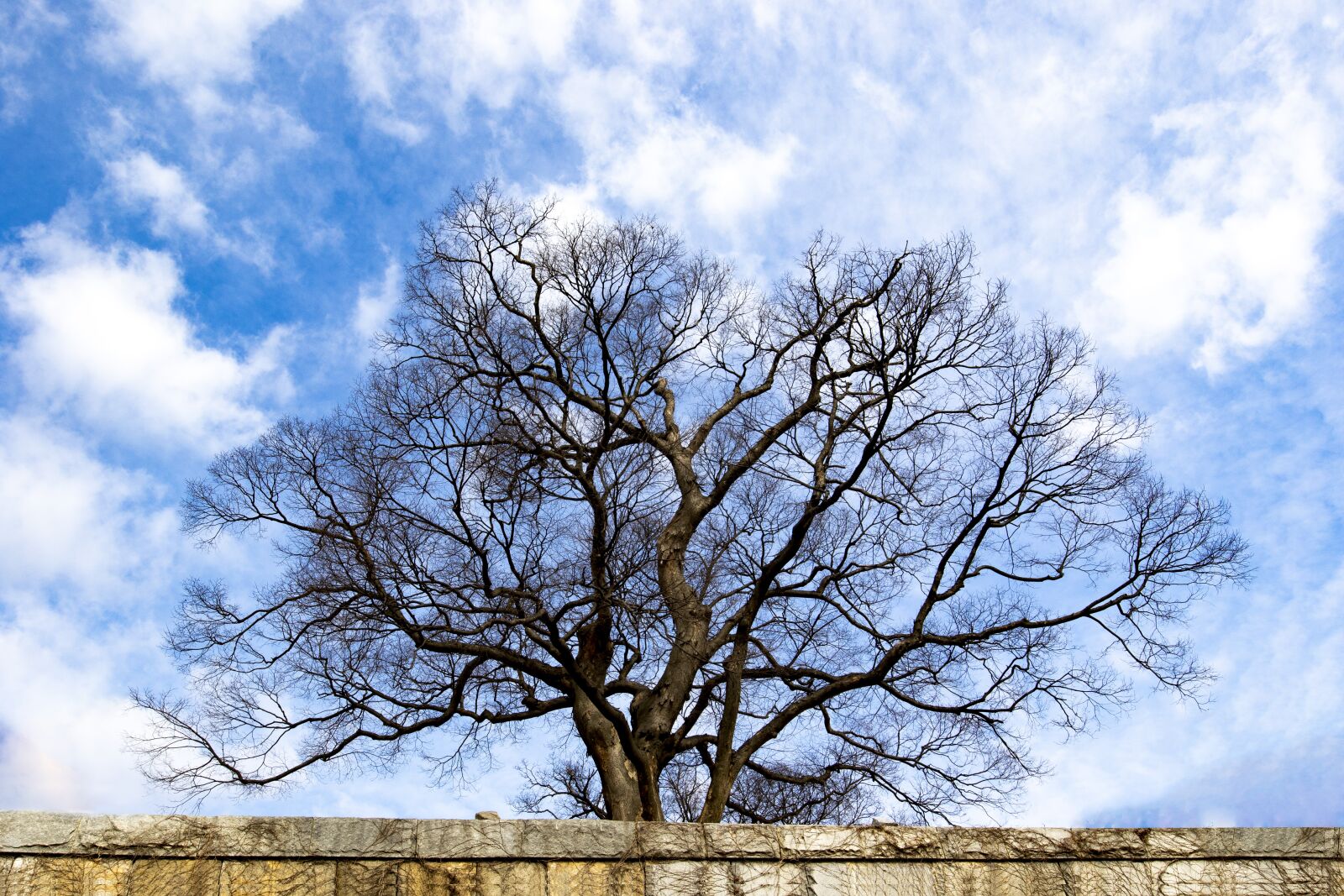 Canon EF 16-35mm F4L IS USM sample photo. Wood, and thu, nature photography