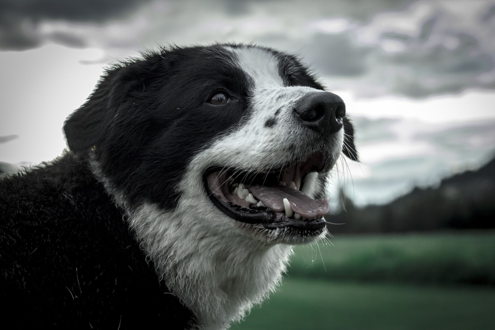 Canon EF 50mm F1.8 STM sample photo. Dog, view, animal photography