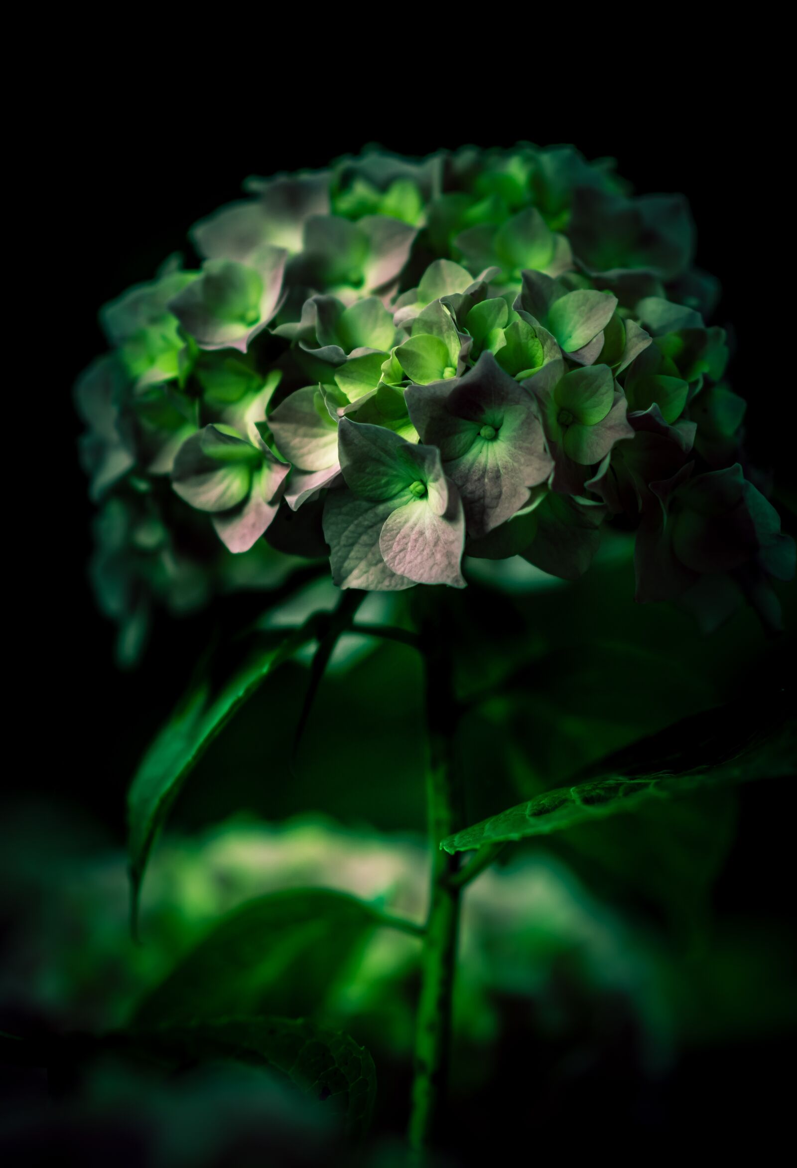 Nikon D7200 sample photo. Bloom, blossom, blur photography