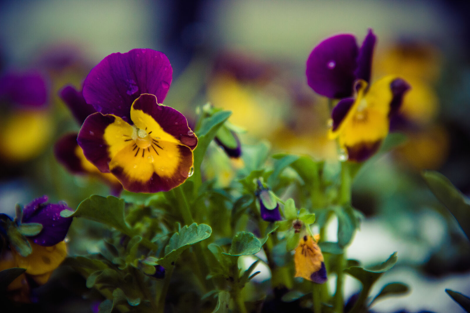 Canon EOS 600D (Rebel EOS T3i / EOS Kiss X5) sample photo. Flower, flowers, rain, yellow photography