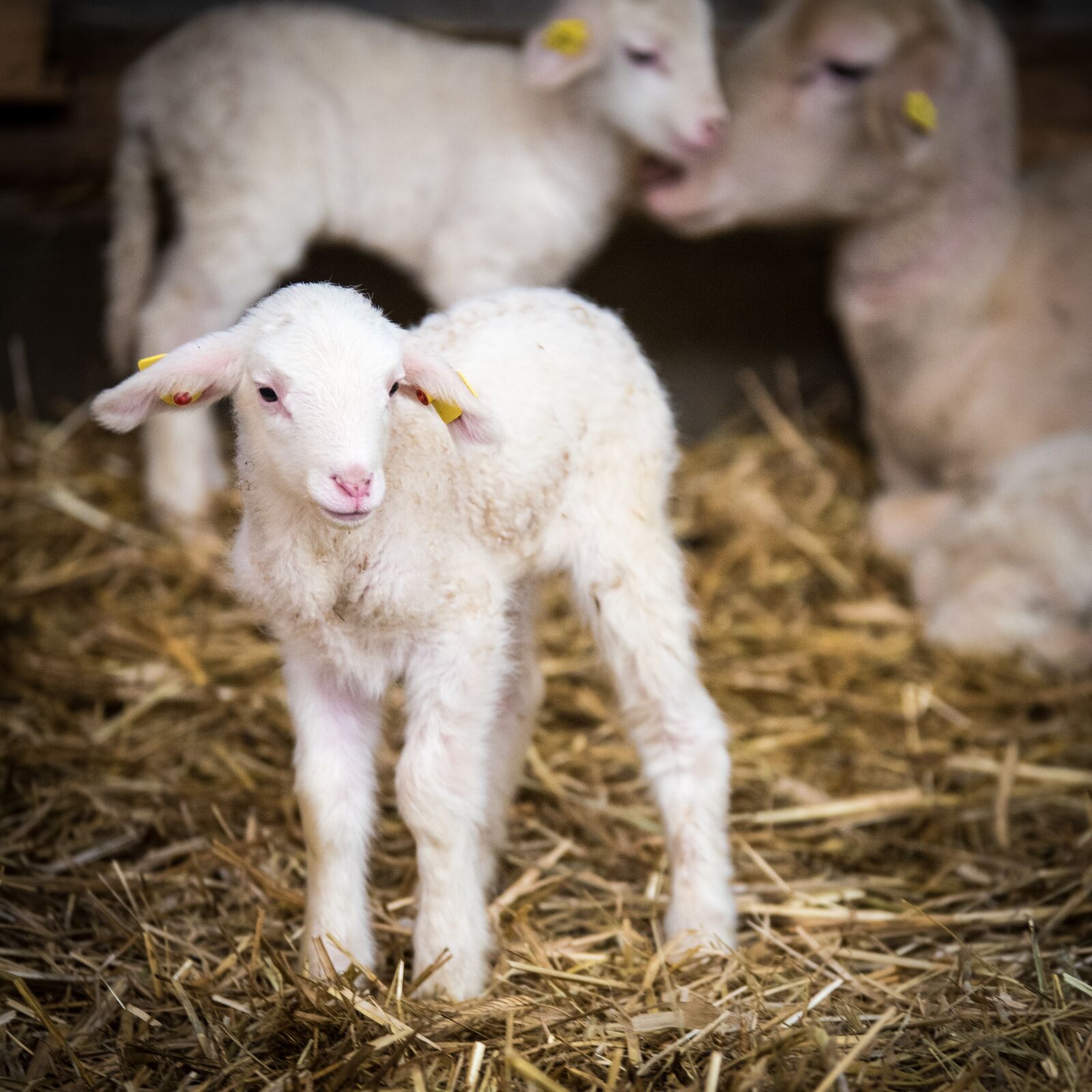 Nikon D750 sample photo. Sheep, sheep breeding, lamb photography