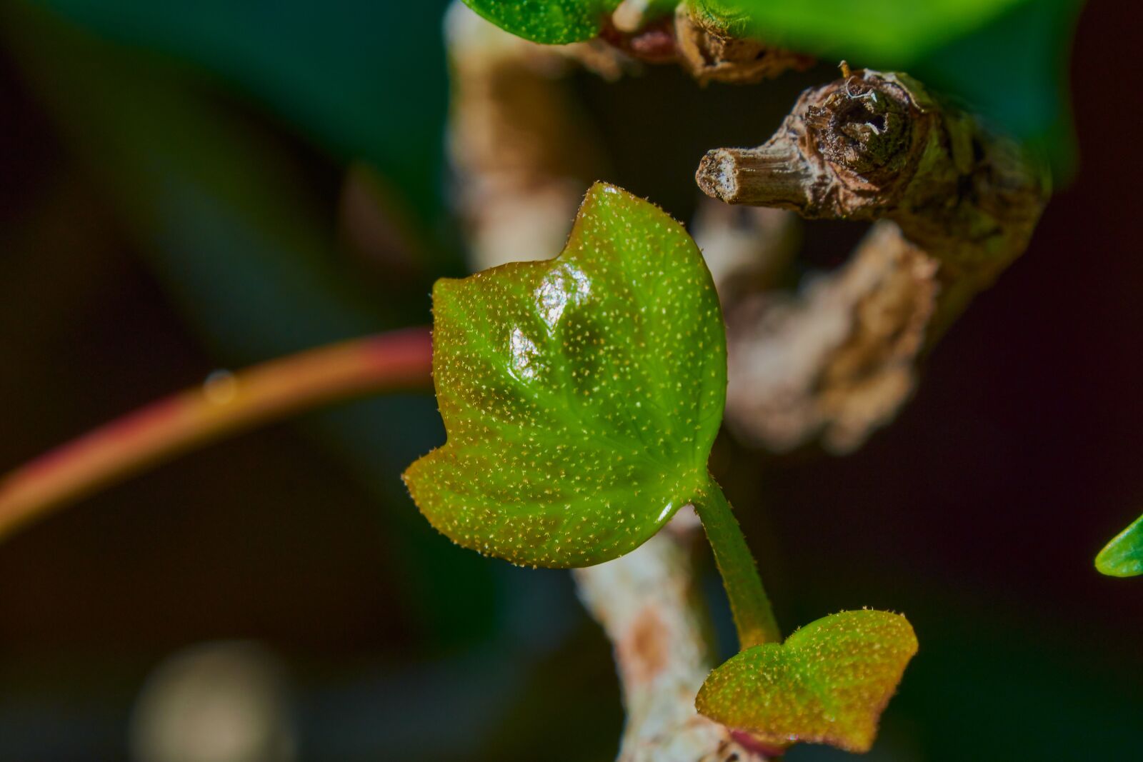 Nikon D7200 sample photo. Garden, outbreaks, green photography