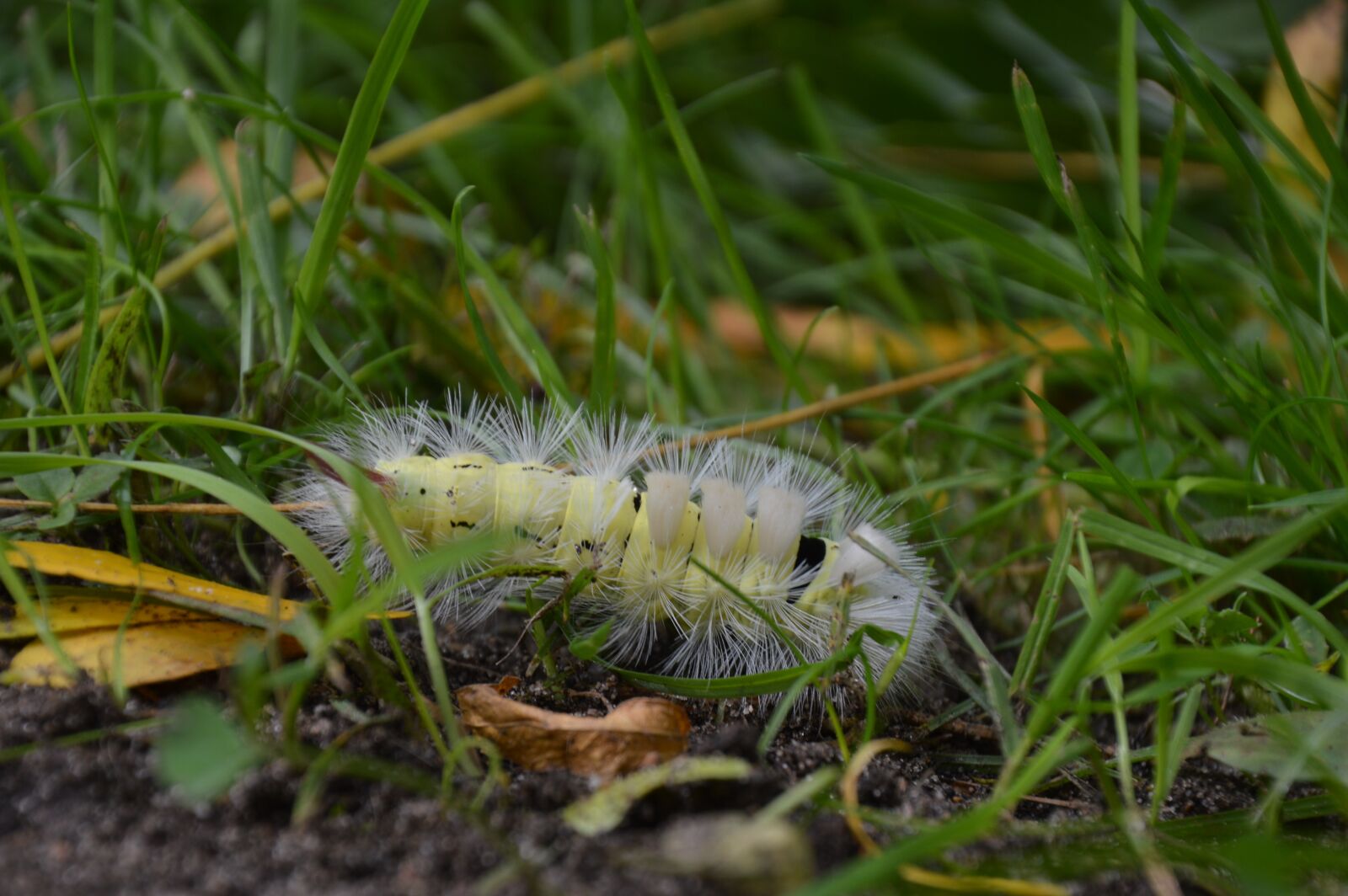 Nikon D3200 sample photo. Nature, caterpillar, insect photography