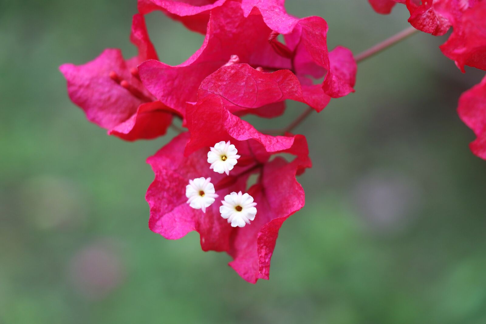 Canon EOS 77D (EOS 9000D / EOS 770D) sample photo. Flower, red, nature photography
