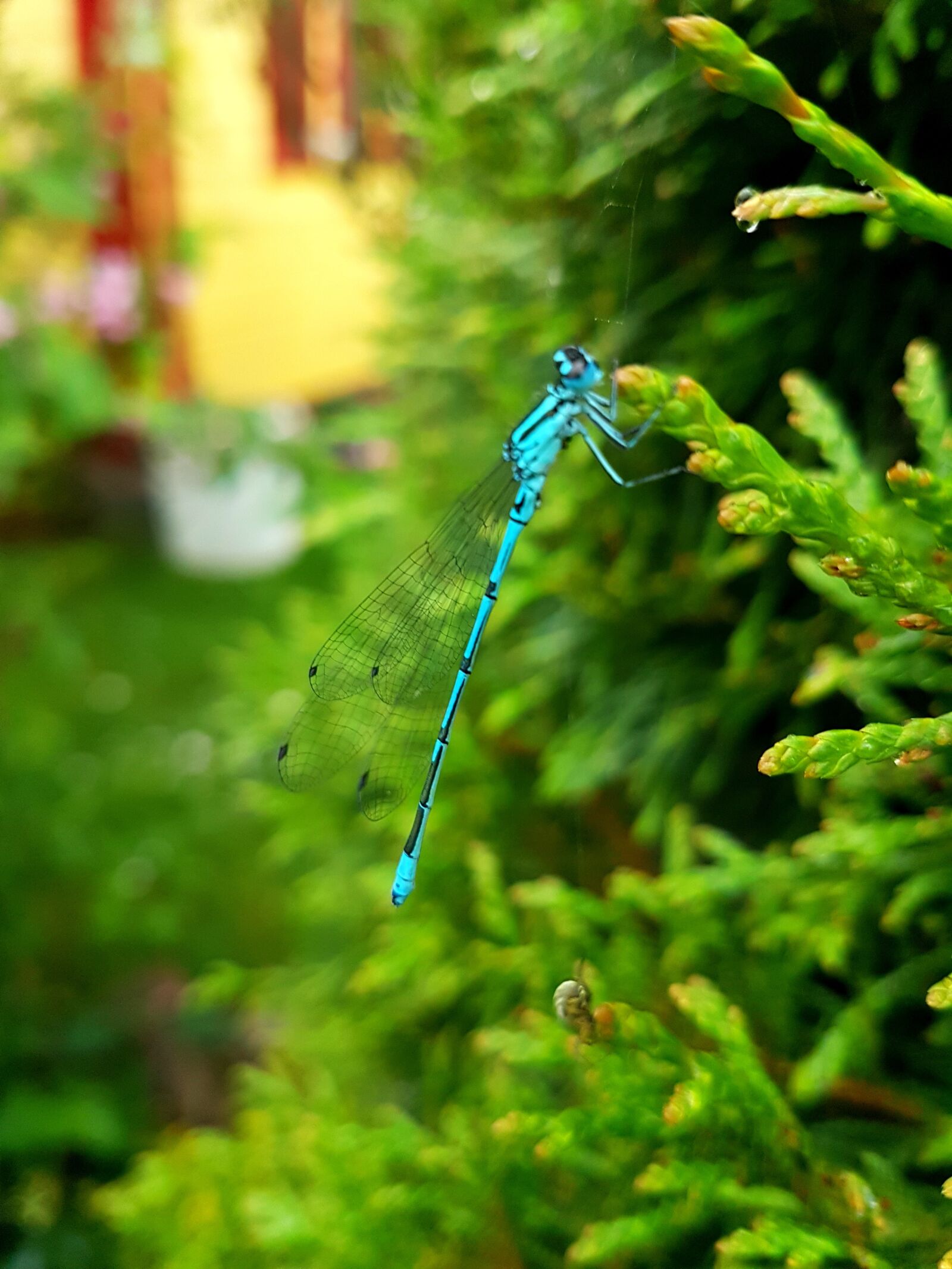 Samsung Galaxy S7 sample photo. Ważka, dragonflies, insects photography