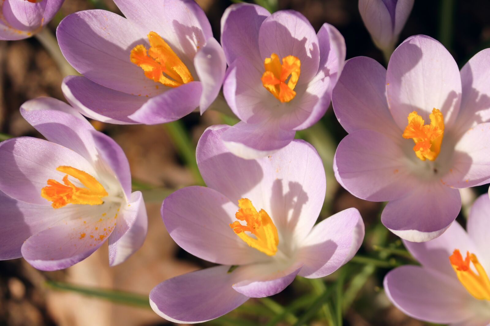Canon EOS 200D (EOS Rebel SL2 / EOS Kiss X9) sample photo. Crocus, spring, lenz photography
