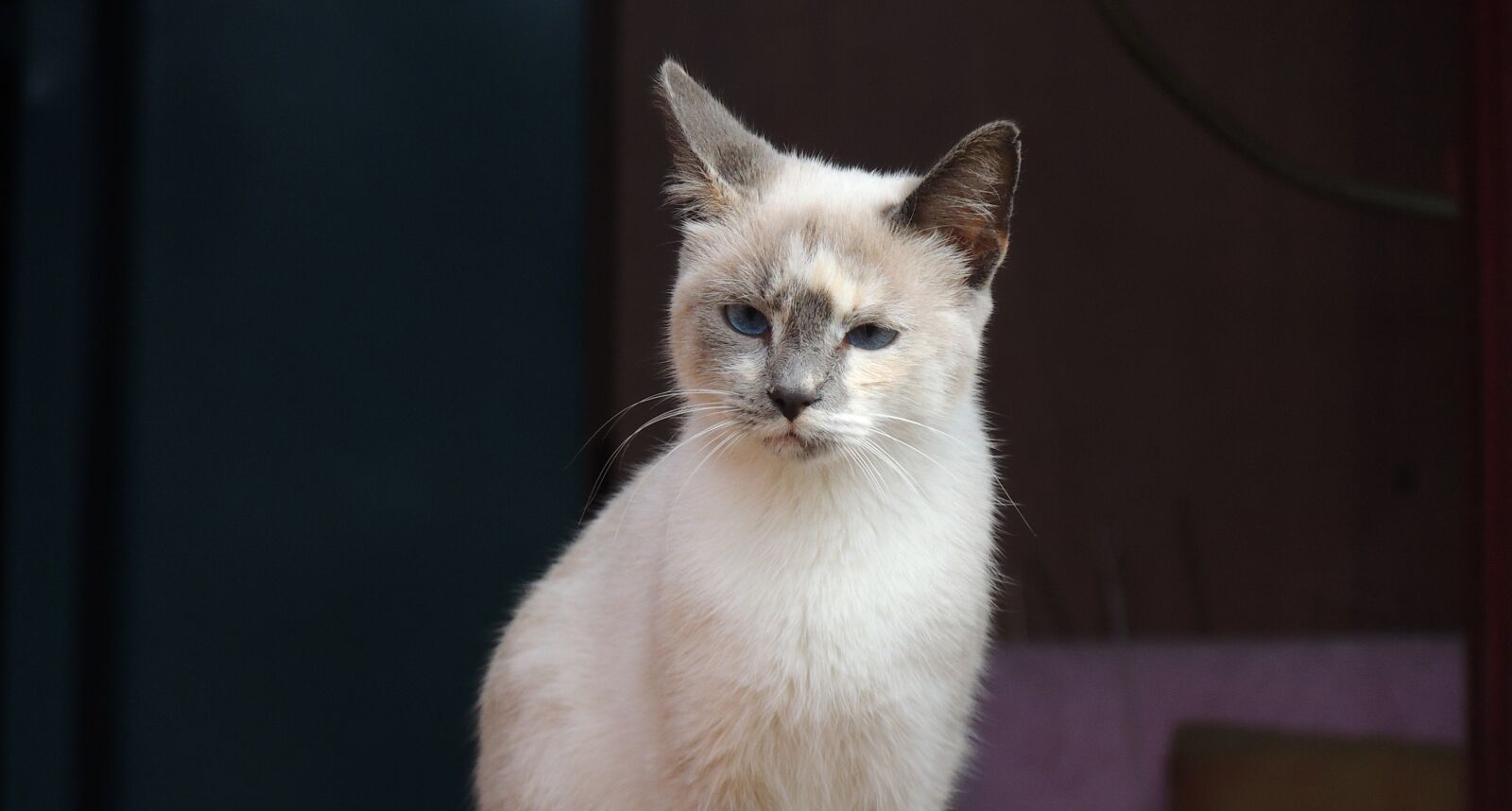 Nikon Coolpix P510 sample photo. Animal, cat, feline photography