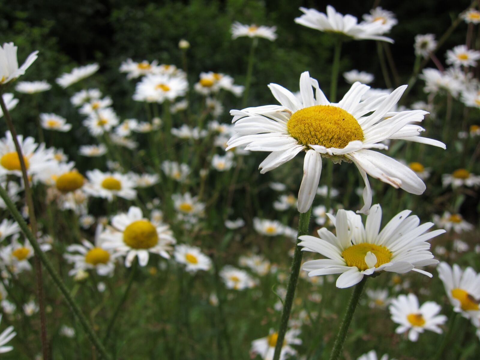 Canon PowerShot S95 sample photo. Flower, white, nature photography