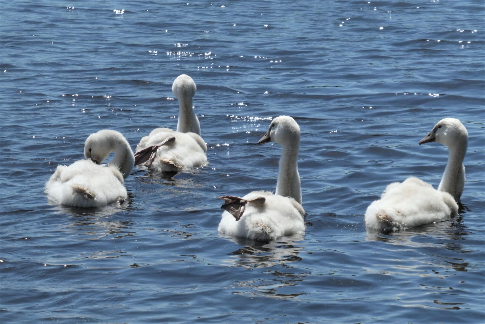 Panasonic Lumix DC-ZS70 (Lumix DC-TZ90) sample photo. Zwanenjong, swan, swans photography