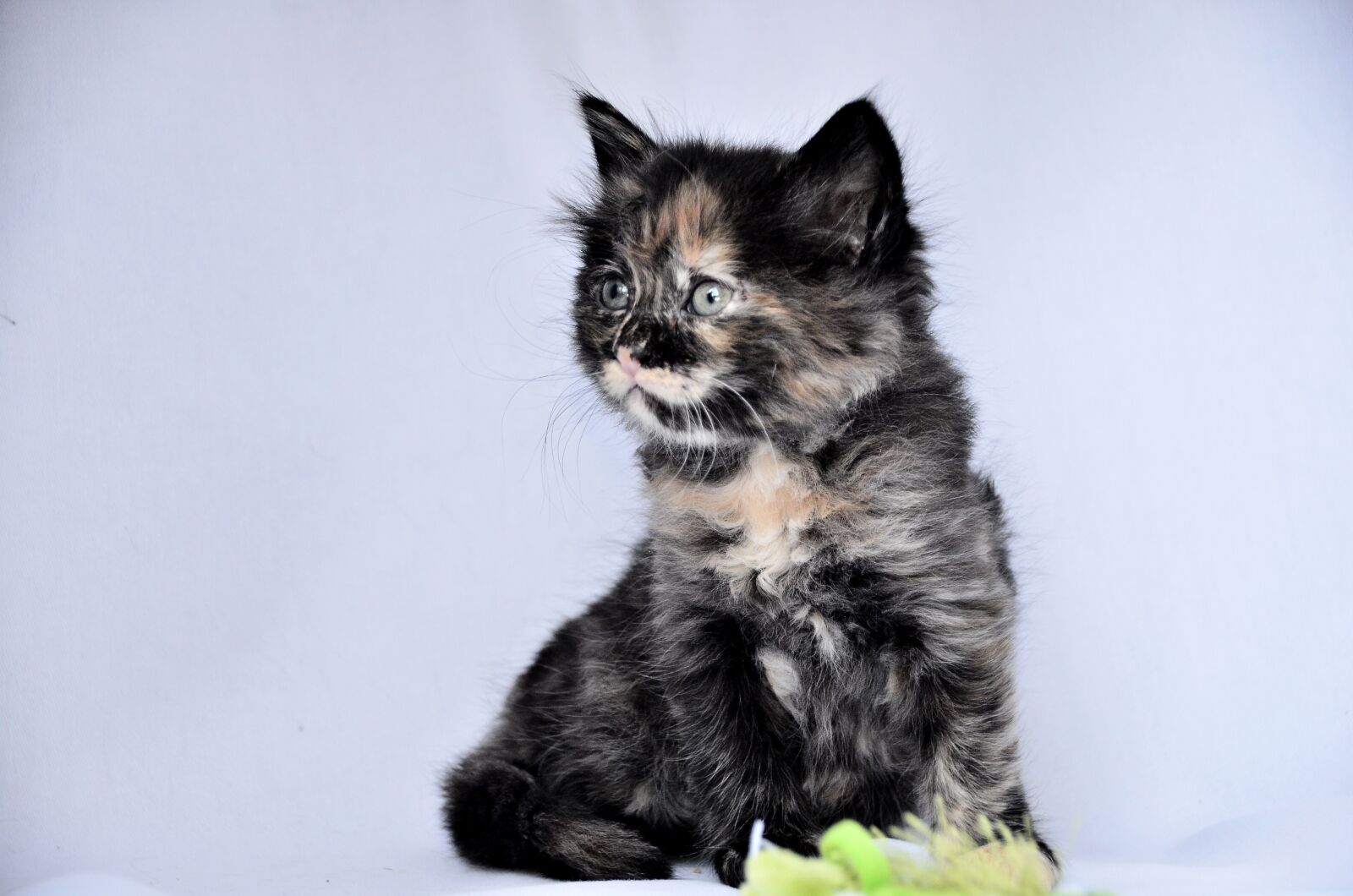 Nikon D7000 sample photo. Cat, animals, feline photography