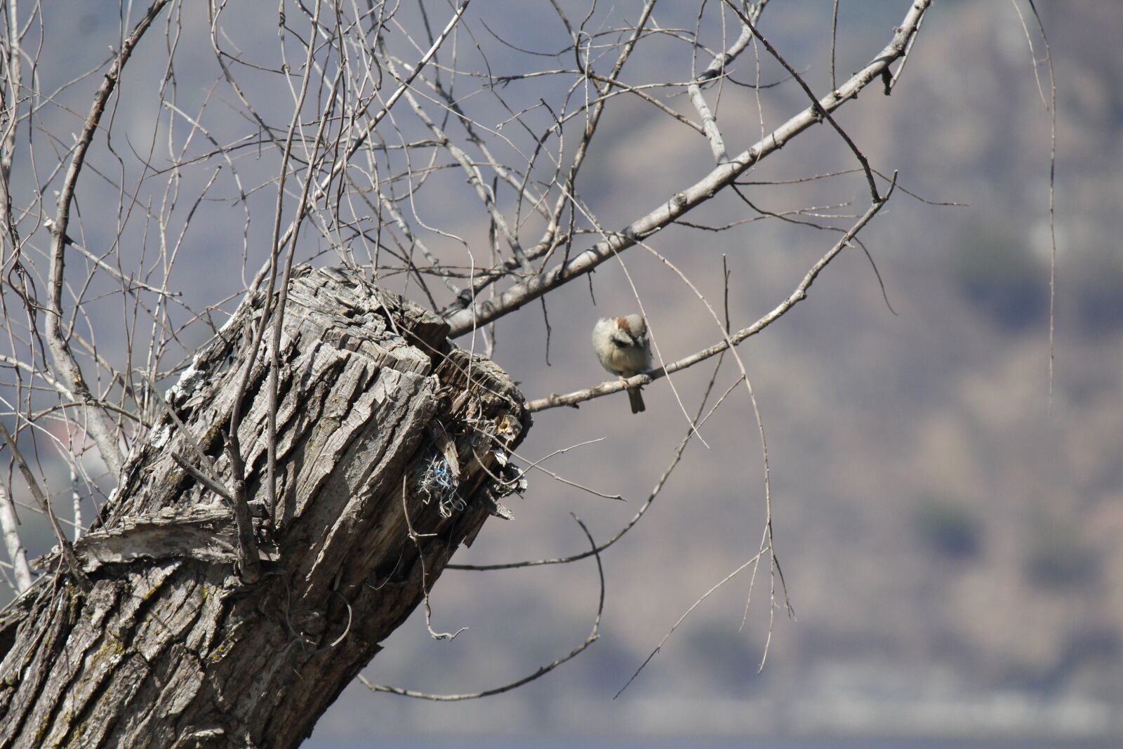 Canon EOS 1200D (EOS Rebel T5 / EOS Kiss X70 / EOS Hi) sample photo. Birds, atitlan, lake photography