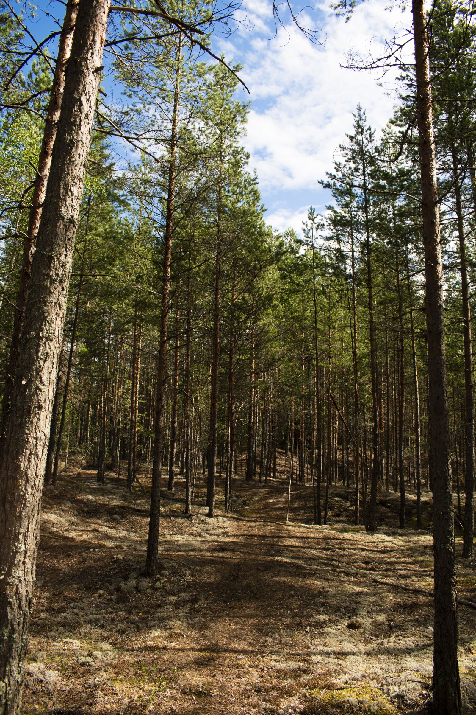 Nikon D3500 sample photo. Pine, tree, forest photography