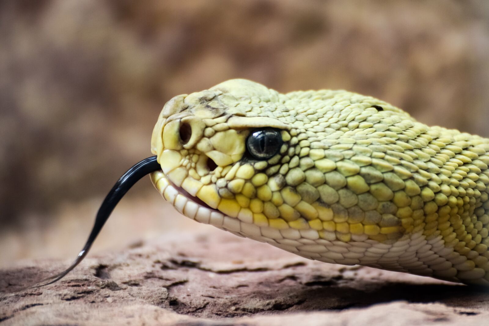 Canon EOS 800D (EOS Rebel T7i / EOS Kiss X9i) sample photo. Rattlesnake, snake, toxic photography