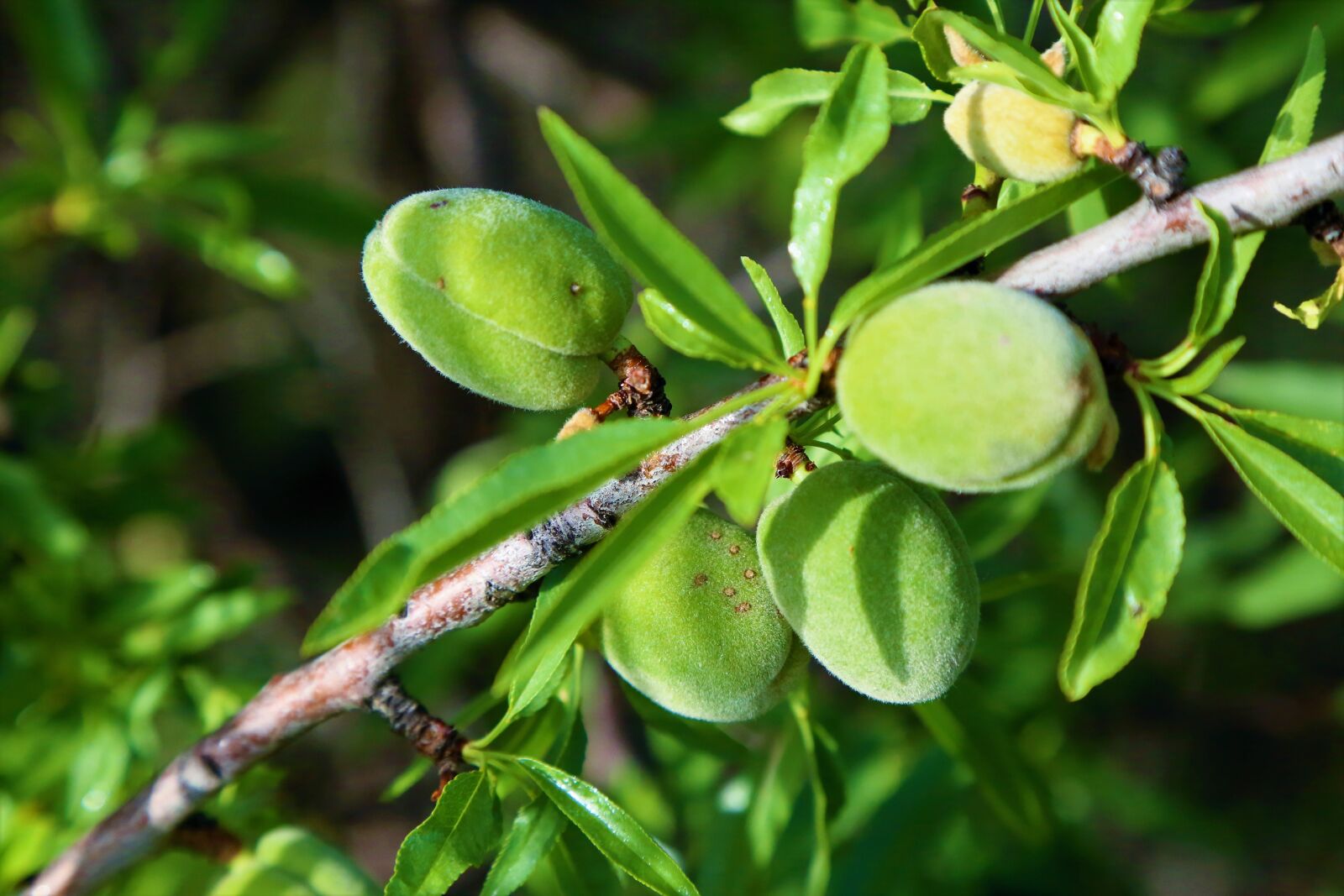 Canon EF 24-105mm F4L IS USM sample photo. Almond, fruit, tree photography
