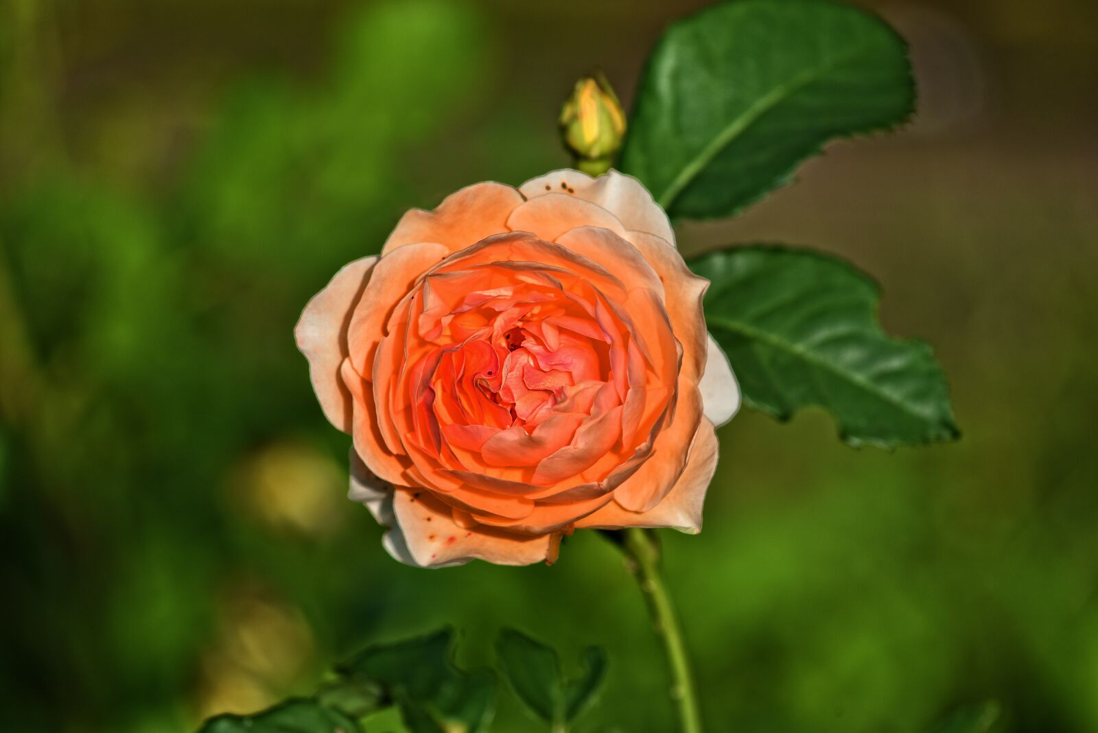 Nikon D750 sample photo. Rose, plant, flower photography
