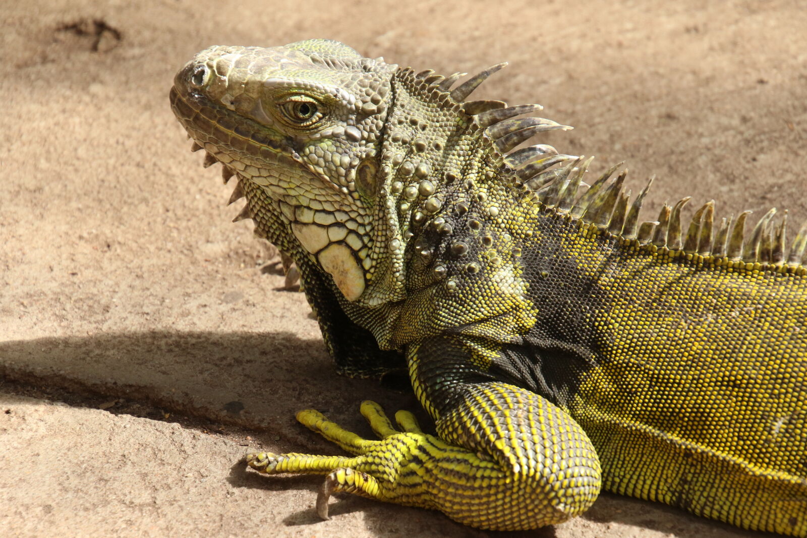 Canon EOS 7D Mark II sample photo. Animal, close, up, exotic photography