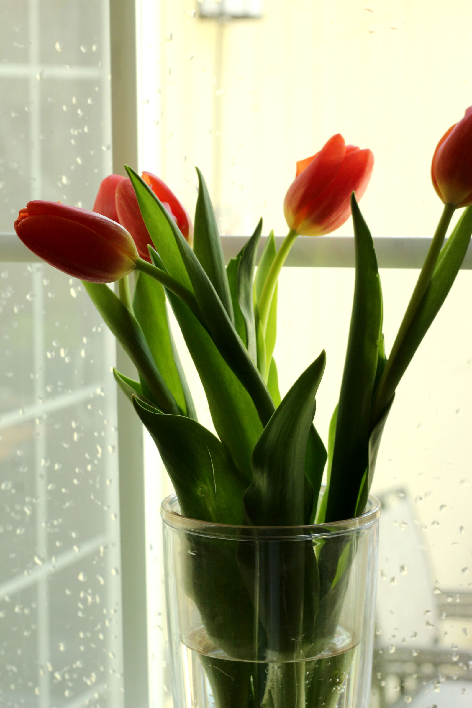 Canon EOS 1200D (EOS Rebel T5 / EOS Kiss X70 / EOS Hi) sample photo. Flowers, rain, vase photography