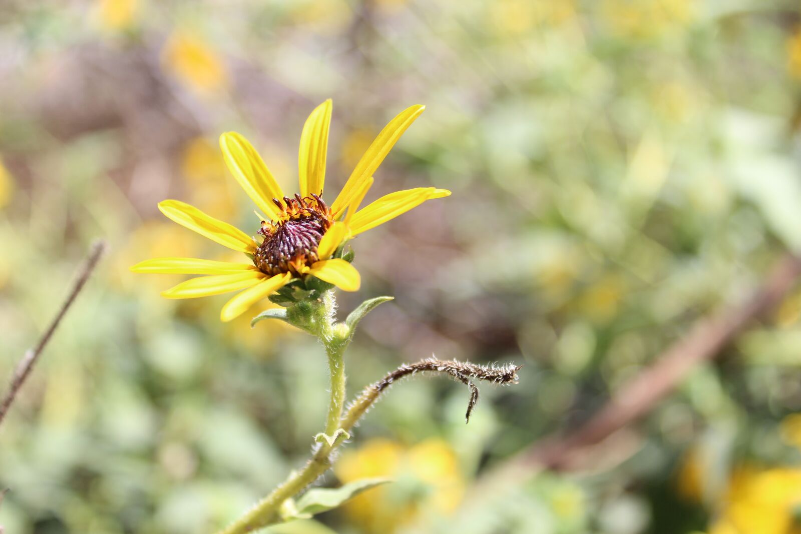 Canon EOS 1300D (EOS Rebel T6 / EOS Kiss X80) sample photo. Nature, flower, flora photography