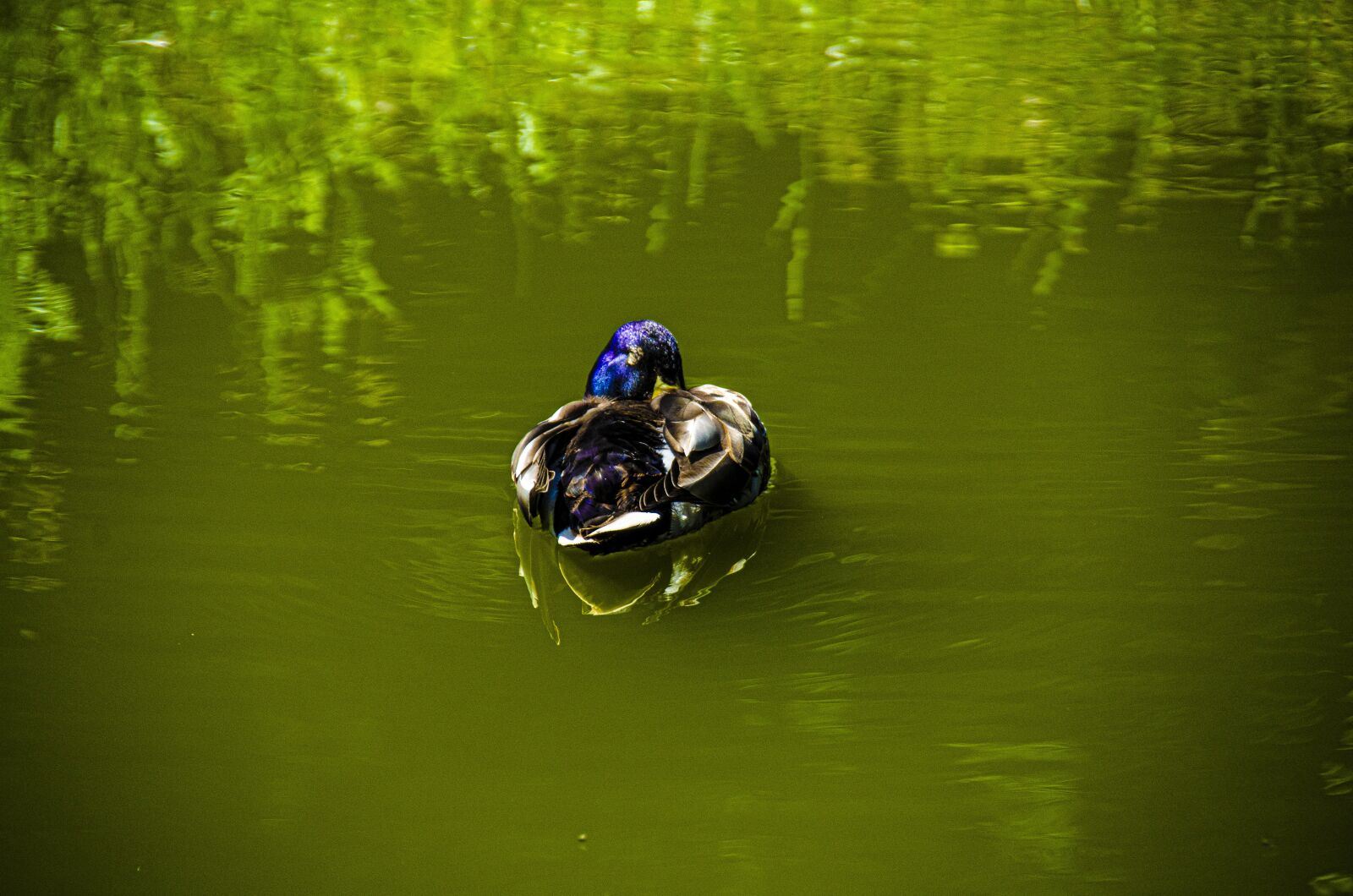 Nikon D5100 sample photo. Bird, goose, nature photography