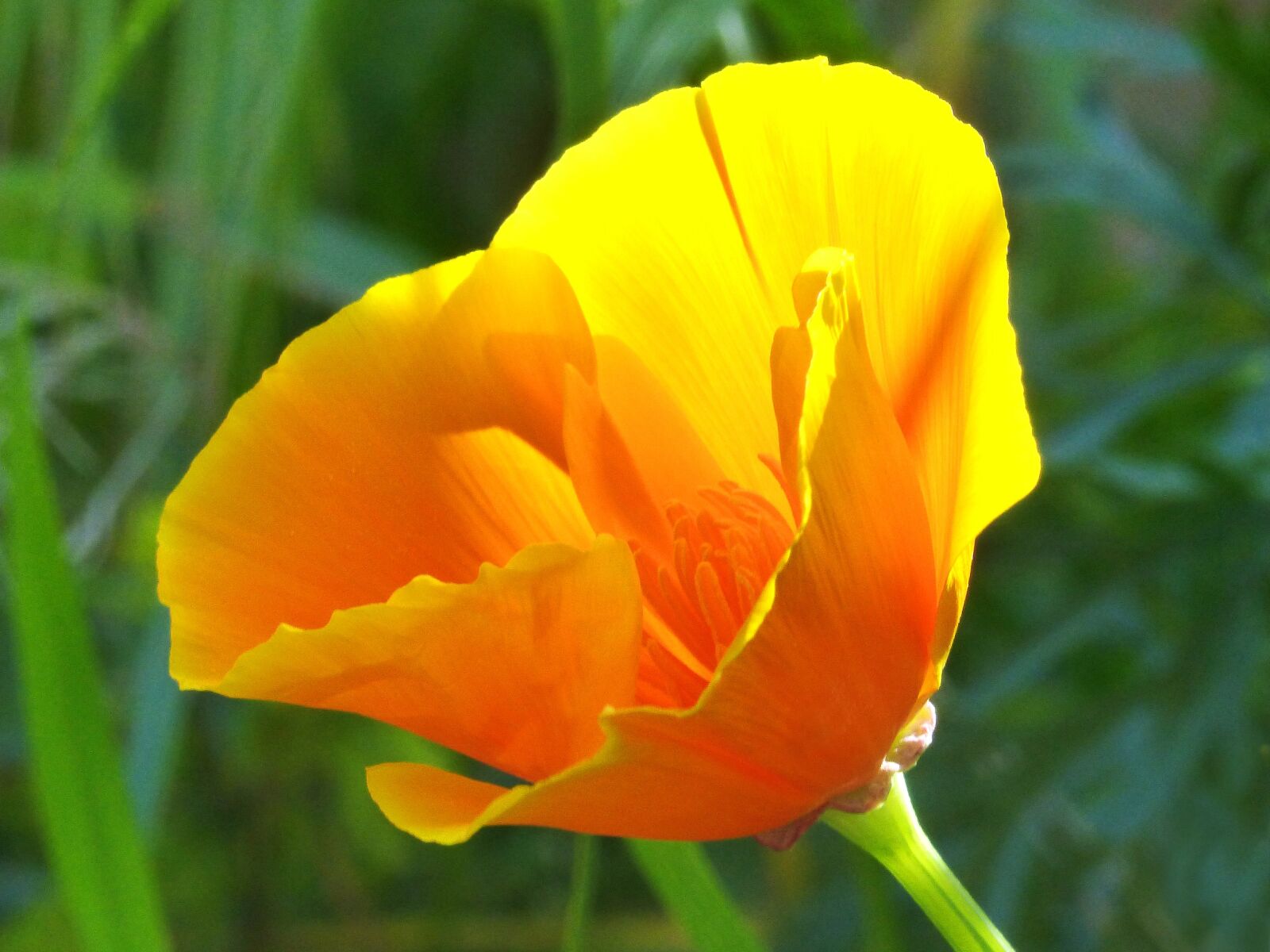 Panasonic DMC-FZ62 sample photo. California poppy, yellow poppy photography