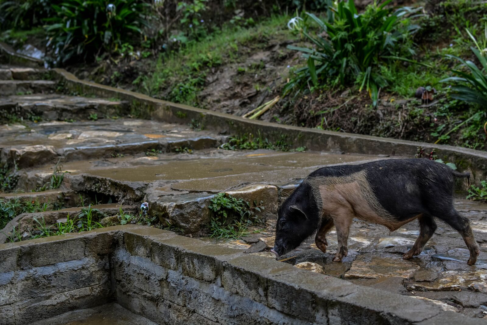 Nikon D7100 sample photo. Sapa, natural, animal photography