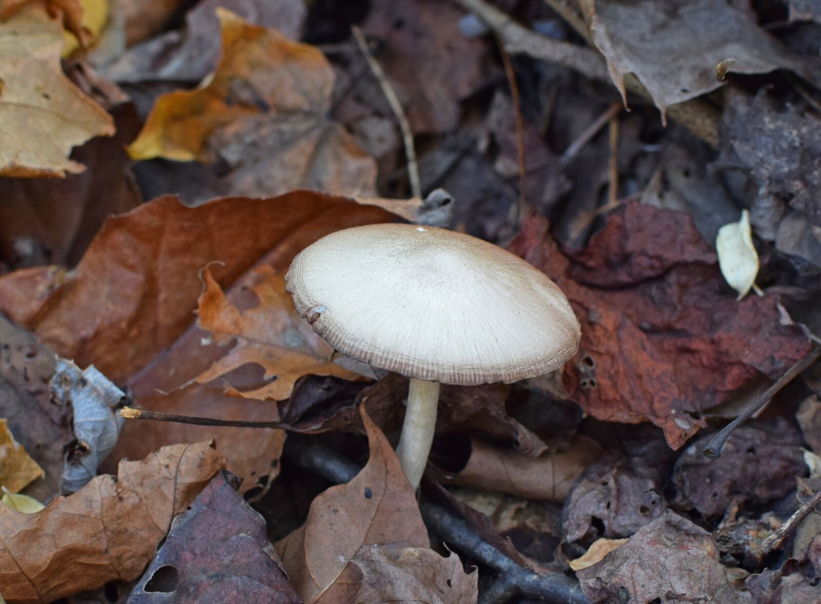 Nikon D3300 sample photo. White fall mushrooms, mushroom photography