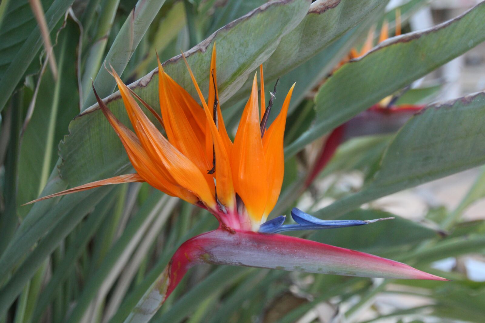 Canon EOS 600D (Rebel EOS T3i / EOS Kiss X5) sample photo. Bird of paradise flower photography