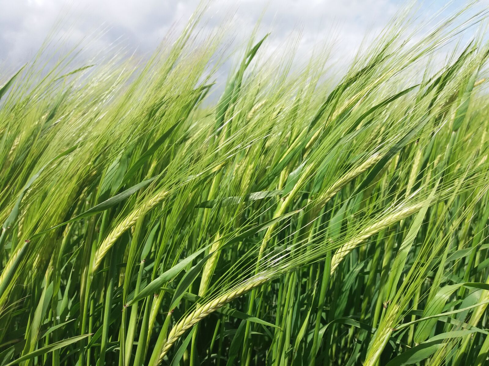 Samsung Galaxy J5(2016) sample photo. Wheat, field, nature photography