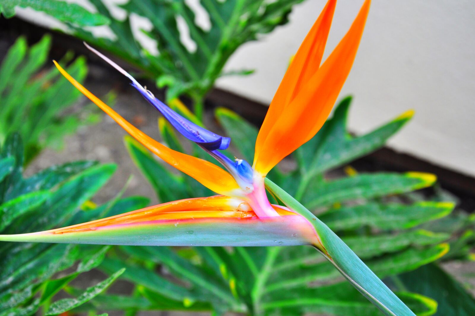 Nikon D5000 sample photo. Flower, orange, nature photography