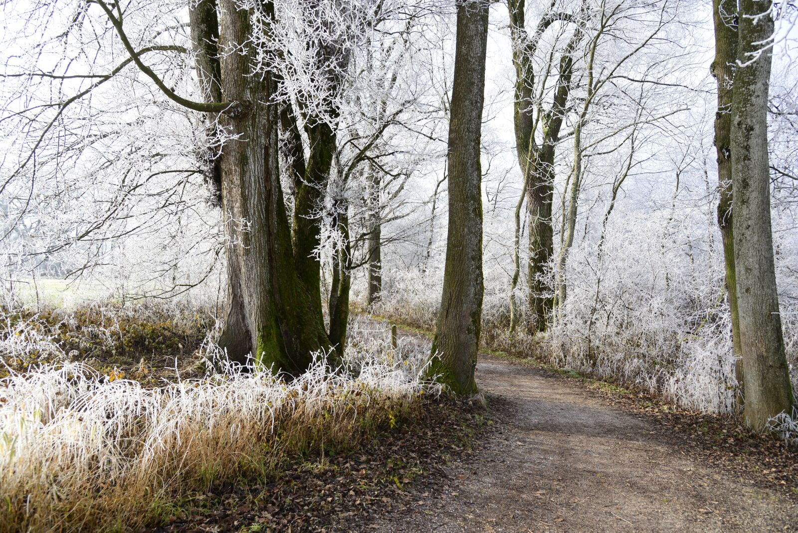 Nikon D610 sample photo. Hoarfrost, cold, winter photography