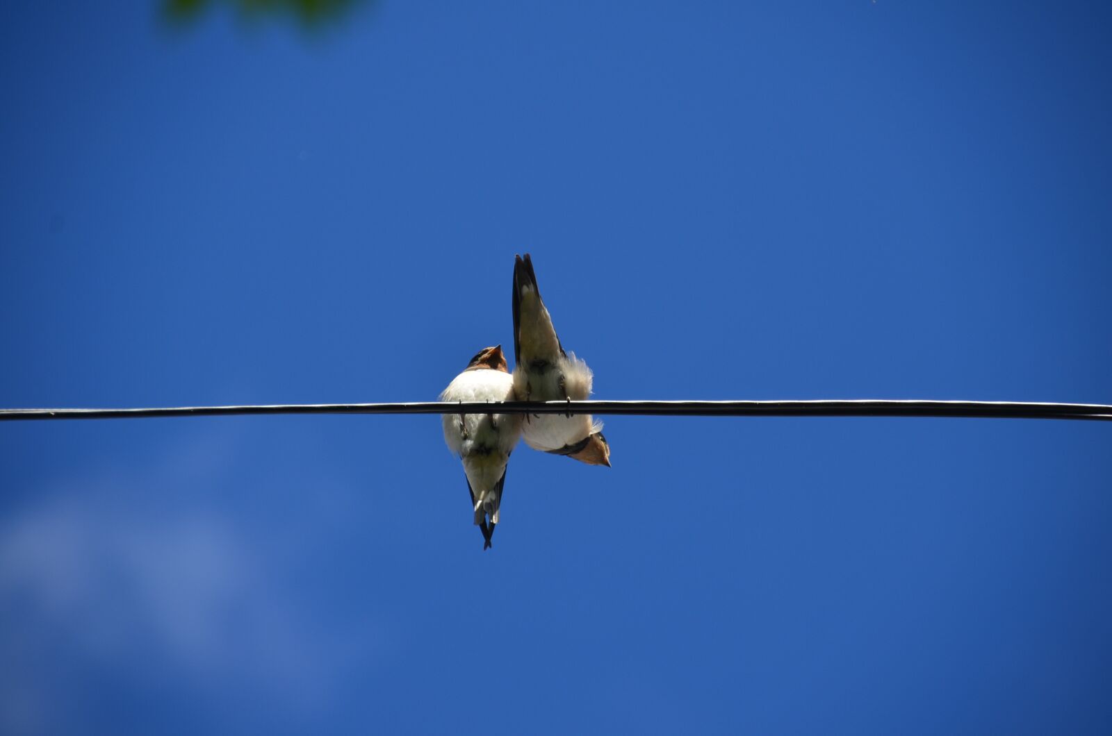 Nikon D5100 sample photo. Himmel, birds, thread photography
