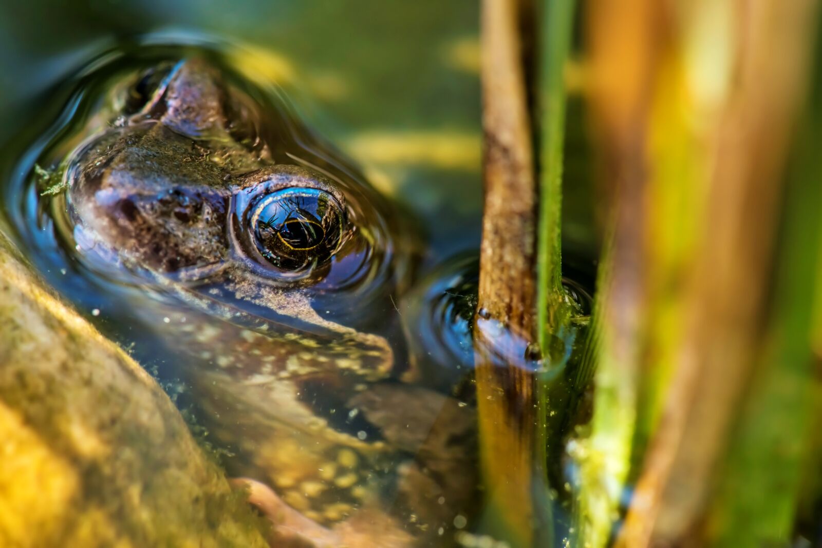 Nikon D810 sample photo. The frog, amphibian, pond photography
