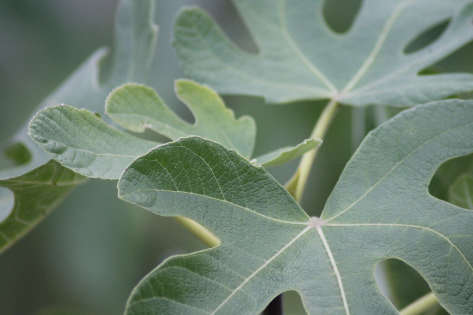 Canon EOS 1100D (EOS Rebel T3 / EOS Kiss X50) sample photo. Fig, fig leaves, green photography