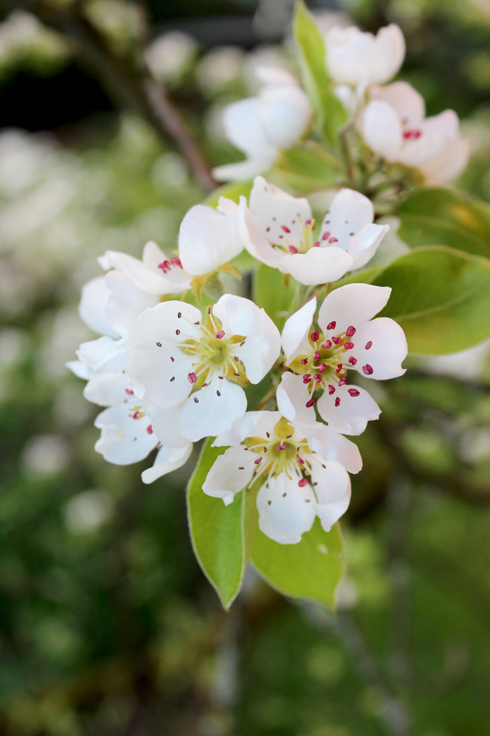 Canon EOS 600D (Rebel EOS T3i / EOS Kiss X5) sample photo. Pear, blossom, bloom photography